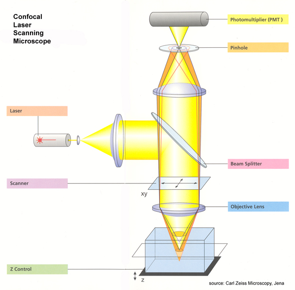 Mechanism of laser operation